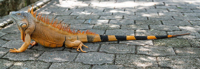 beeindruckender karibischer Leguan