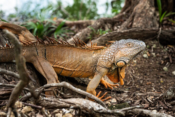 beeindruckender karibischer Leguan