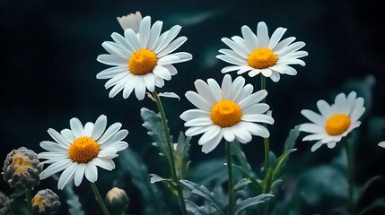 Five Daisies in a Dark Garden: A Close-Up Nature Photograph AI Generated