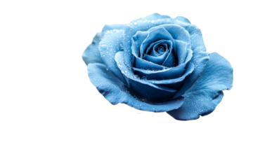 Blue rose with droplets captured on a transparent background
