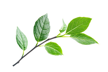 Obraz premium Vibrant green branch on a clear background