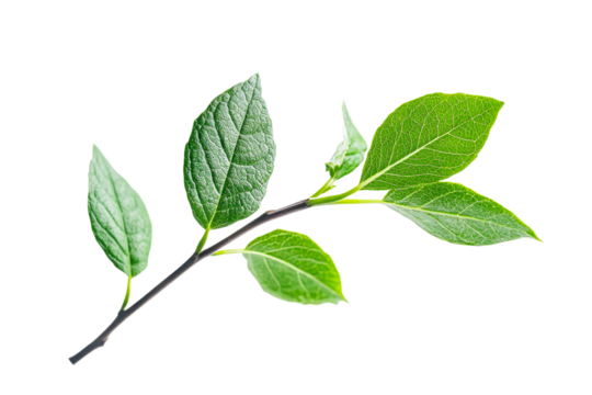 Vibrant green branch on a clear background