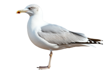 Seagull standing on one leg with a clear background