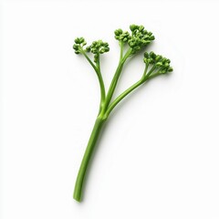 Obraz premium Fresh Baby Broccoli Stem