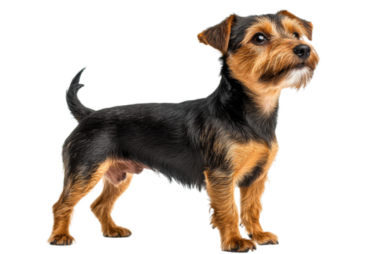 Cute small dog standing with alert expression