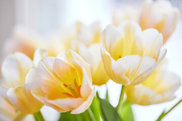 Obraz premium Bouquet of white and yellow tulips in a vase on the window. Delicate flowers for the holiday