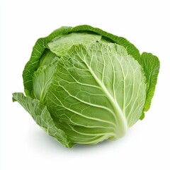 Fototapeta premium Fresh Green Cabbage Head