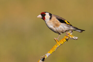 European Goldfinch on the branch
