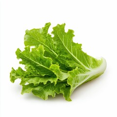 Crisp Romaine Lettuce Leaf