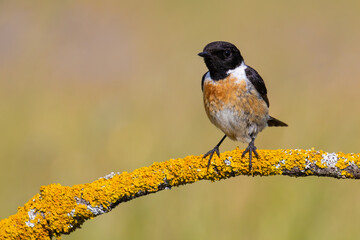 European Stonechat on the branch