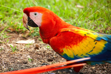 Nahaufnahme eines farbenfrohen Aras, aufgenommen in Copán, Honduras. Der lebhaft bunte Papagei...