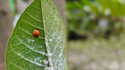 Photo of Coelophora inaequalis and White lice on a leaf. This photo can be used for learning,...