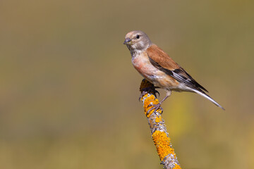 Common Linnet on the branch