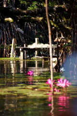 Seerosen und Mangrovenlandschaft während einer Bootsfahrt auf dem Rio Dulce, Guatemala.