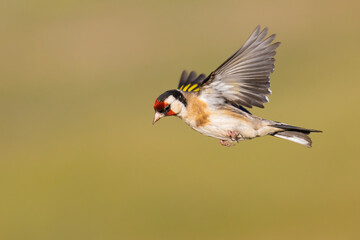 European Goldfinch is hanging in the air