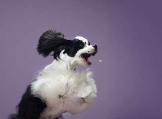 An action shot of an American Cocker Spaniel mid-jump with a purple background. The dog flowing fur...