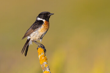 European Stonechat on the branch