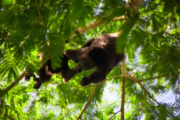 Brüllaffen (Alouatta) beobachten neugierig aus den Baumkronen des Dschungels rund um die Maya-Ruinen von Tikal in Guatemala.