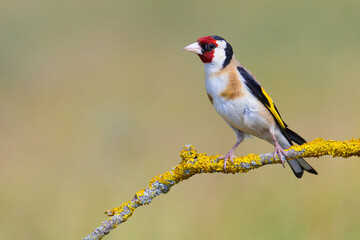 European Goldfinch on the branch