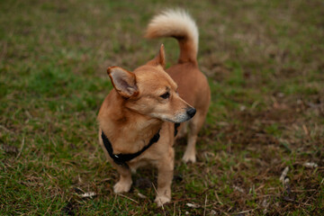Dog