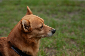 Portrait of a reddish-brown dog in profile, wearing a collar and looking ahead. Calm expression and natural background suggest focus, loyalty, and peaceful companionship