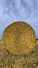 bales of straw lying in the harvested wheat field