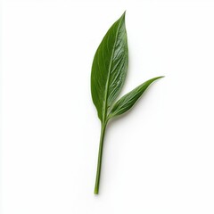 Obraz premium Peace Lily Leaf Detail