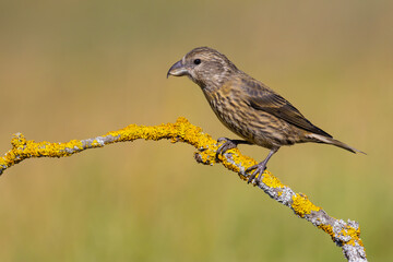 Red Crossbill on the branch