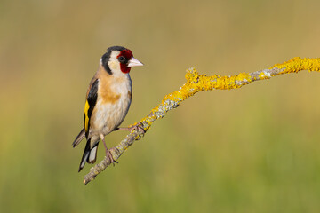 European Goldfinch on the branch