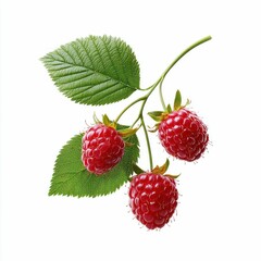 Raspberry Branch Delight