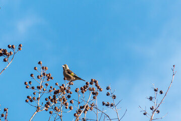 晴れた冬の青空にカワラヒワ
