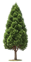 Obraz premium Isolated Green Conifer Tree on Transparent Background