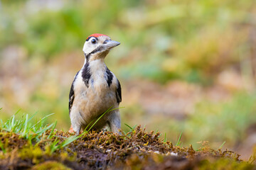 Great Spotted Woodpecker  came for the water