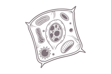 Minimalist Plant Cell Outline Scientific Vector Clipart Isolated Illustration