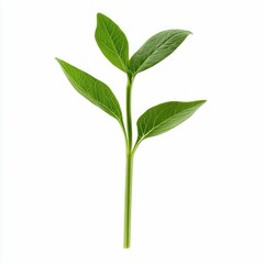 Fresh Green Plant Stem