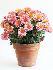 Charming Autumn Blooms: Vibrant Chrysanthemums in Clay Pots Against a Crisp White Canvas
