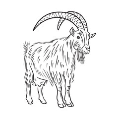 Realistic goat with long fur and big horns standing in black isolated on white. Hand drawn vector sketch illustration in doodle vintage line art style. Domestic farm animal with udder and milk