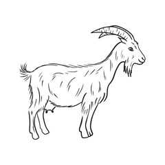 Realistic goat with long fur and big horns standing in black isolated on white. Hand drawn vector sketch illustration in doodle vintage line art style. Domestic farm animal with udder and milk