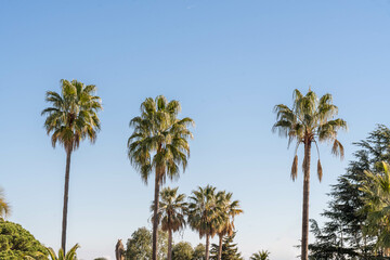 Obraz premium Danse des palmiers sous le ciel azur