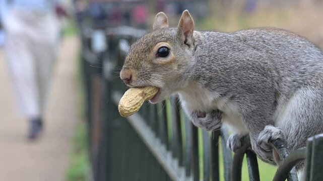 Grey Squirrel (Sciurus carolinensis) with a peanut in its shell on a fence in a London Park. march, London, UK [Half speed]