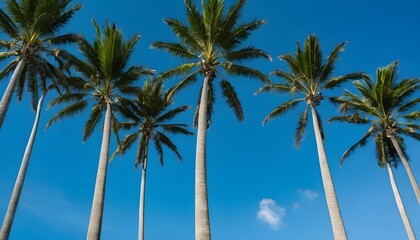 Towering palm trees in a tropical landscape