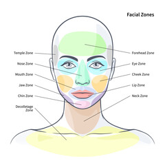 Facial cosmetic zones diagram. Health zones on the skin vector illustration