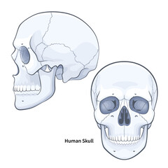 Human anatomy skull face front and side view. Skulls with jaw illustration on white background