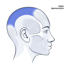 Galea aponeurotica. Facial muscles of the female. Detailed bright anatomy isolated on a white background illustration