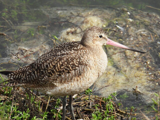  A Marbled Godwit,  Limosa fedoa, at the waters edge of an estuary