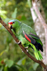 Red-lored Amazon Parrot on the branch of tree in the Costa Rica Rainforest
