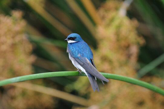 Tree Swallow, iridoprocne bicolor, perched on a reed in a marsh