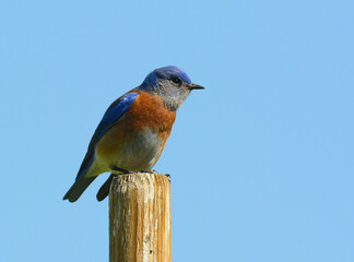 A male Western Bluebird, Sialia mexicana, perched atop a pole against a bright blue sky.