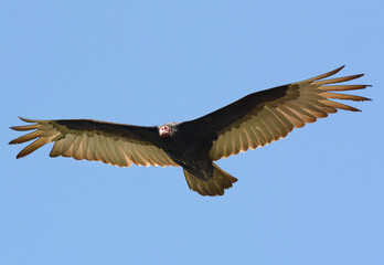 Turkey Vulture in Flight Wings Spread