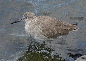 A Willet, Tringa semipalmata, at the waters edge of an estuary.